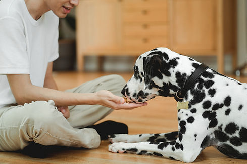 About Paws Vision