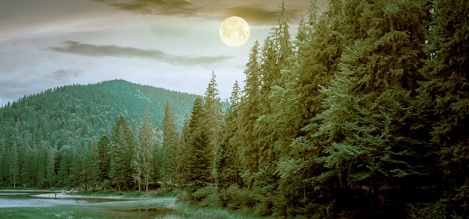 Full-Moon-Over-Forest