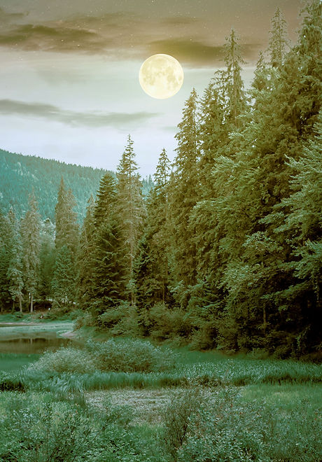 Full-Moon-Over-Forest