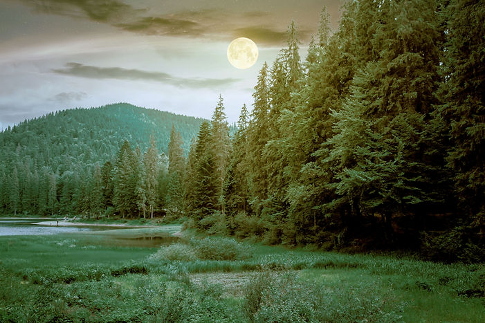 Pleine lune sur la forêt