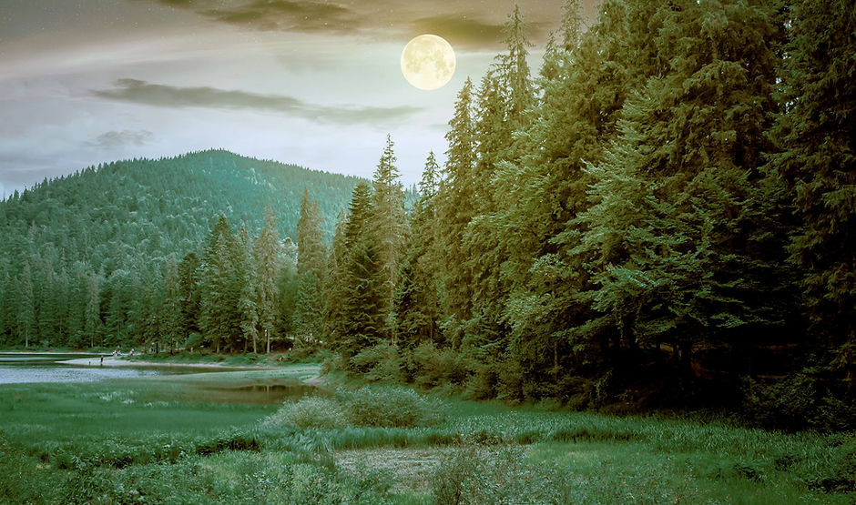 Moonlit Forest Landscape