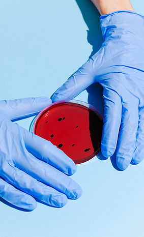 Gloved hands holding petri dish