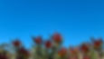 Blue Skies