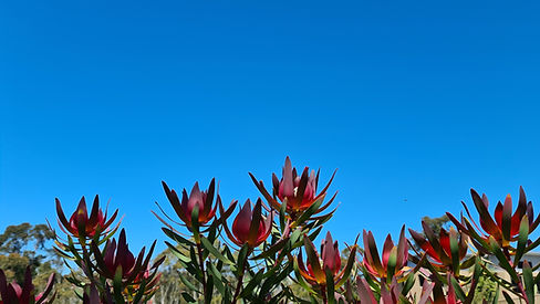 Blue Skies
