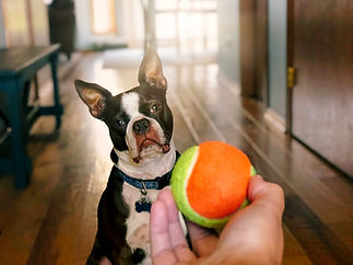 A dog with attentive eyes tilts its head, focused on a hand holding a ball