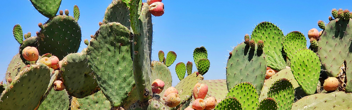 Cactus Plants