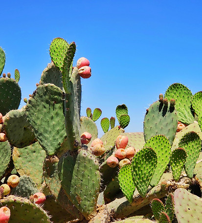 Cactus Plants