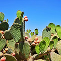 Cactus Plants