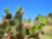 Cactus Plants