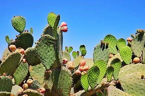Cactus Plants