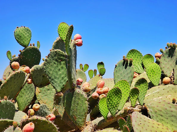 Plantas de cactus
