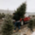 Choosing Christmas Tree