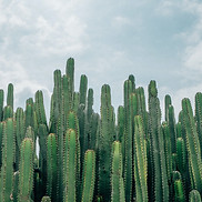 Cactus Fields