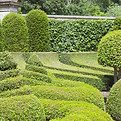 Manicured Garden