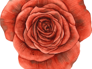close up illustration of a reddish-pink rose in bloom