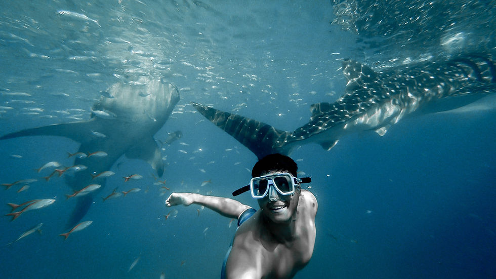 Plongeur et requins