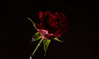 Red Rose