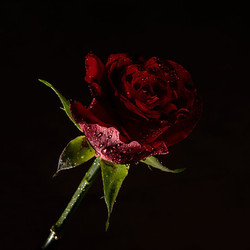 Red Rose