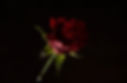 Red Rose