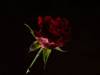 The Stench of Roses