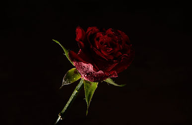 Red Rose