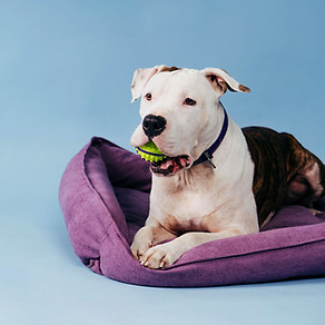 Dog With Toy