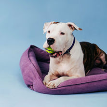 The Art of Canine Enrichment: Keeping Your Dog Mentally Stimulated