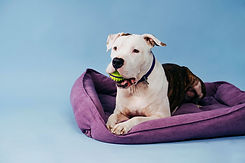 Dog With Toy