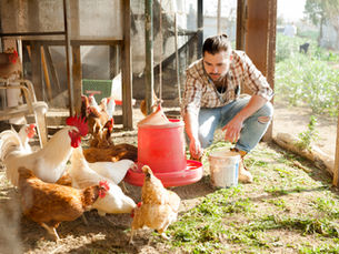 Healthy cattle in shed supported with methylene blue therapy