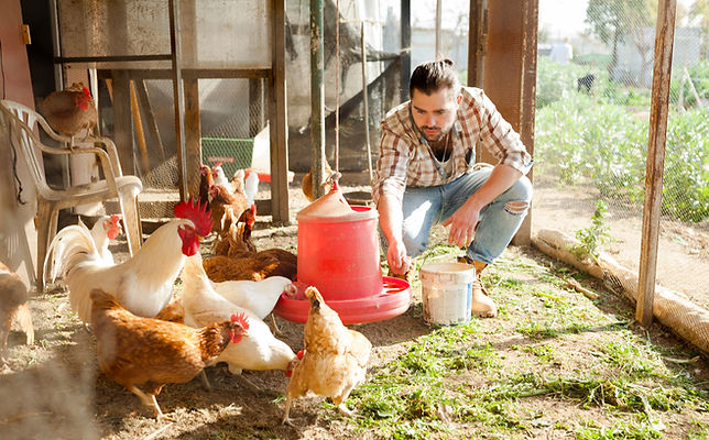 In a hen house