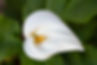 White Flowers