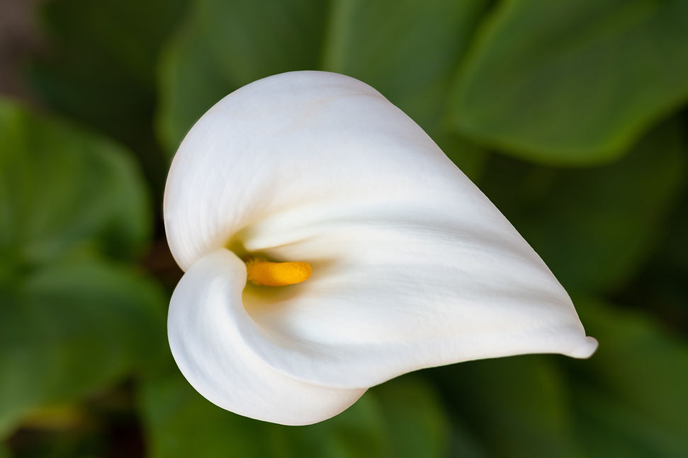 Fiori bianchi