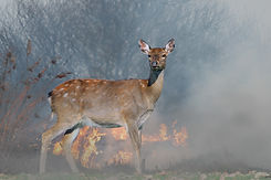 Deer Near Wildfire