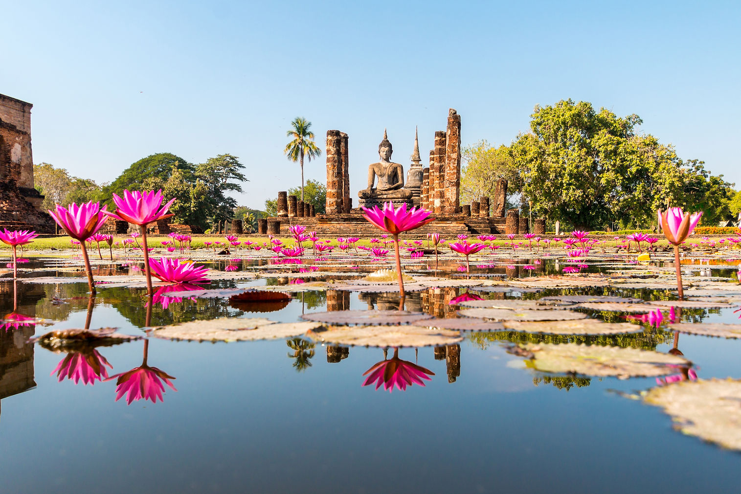 Un étang de lotus dans un ancien temple