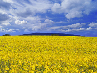 The Parable of the Mustard Seeds