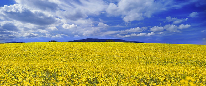 Yellow Flowers