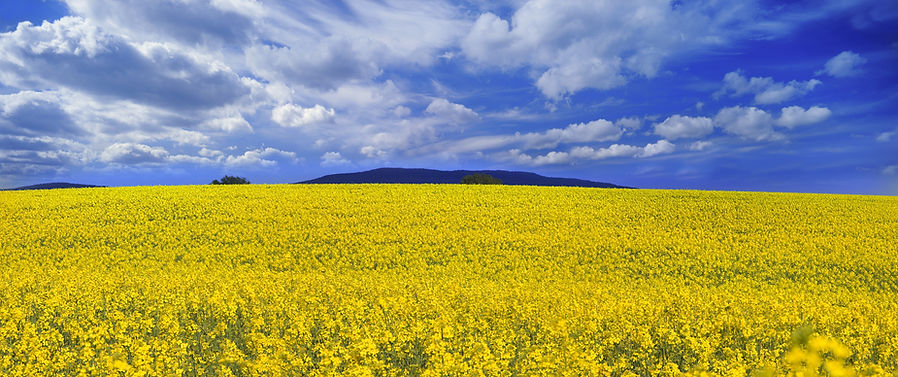 Yellow Flowers
