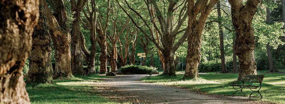 Tree Lined Path