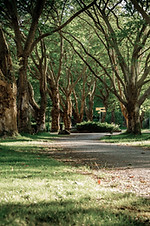 Tree Lined Path