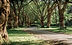 Arbre Chemin Doublé