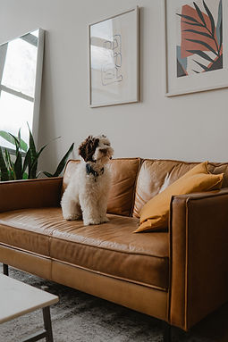 Hund auf Ledersofa