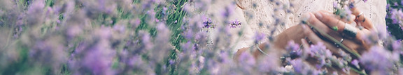 In a Lavender Field