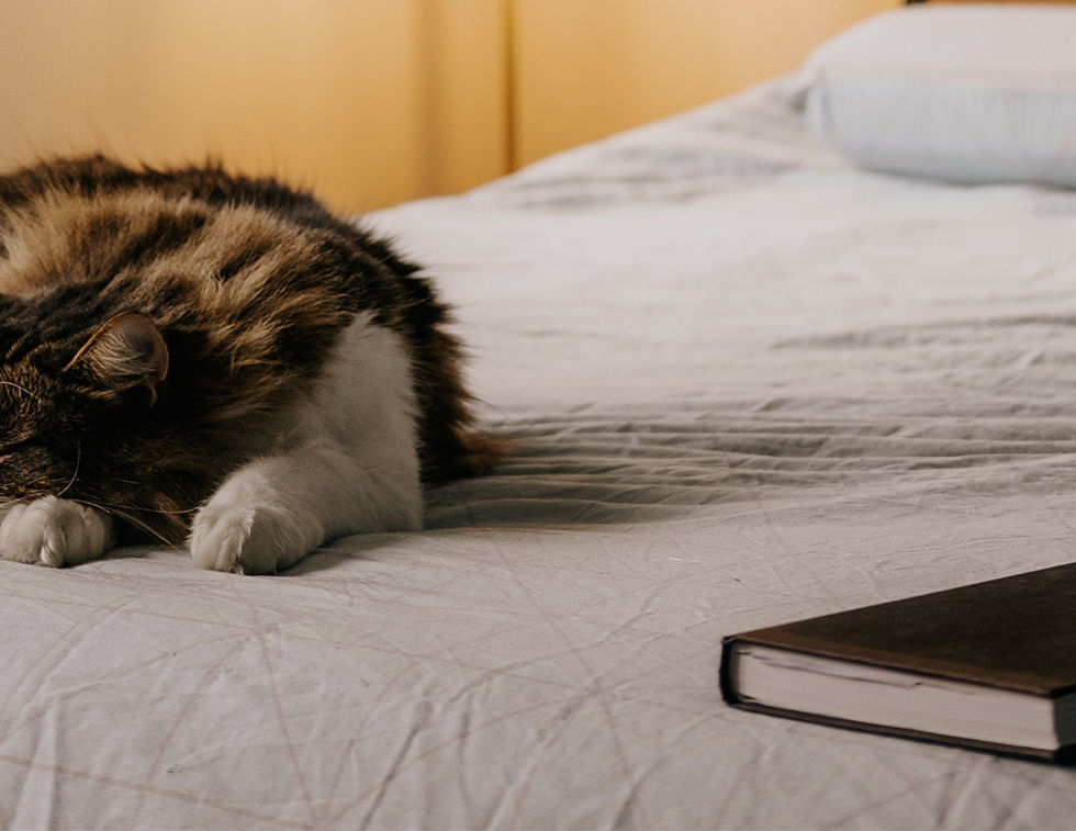 Cat Resting on Bed