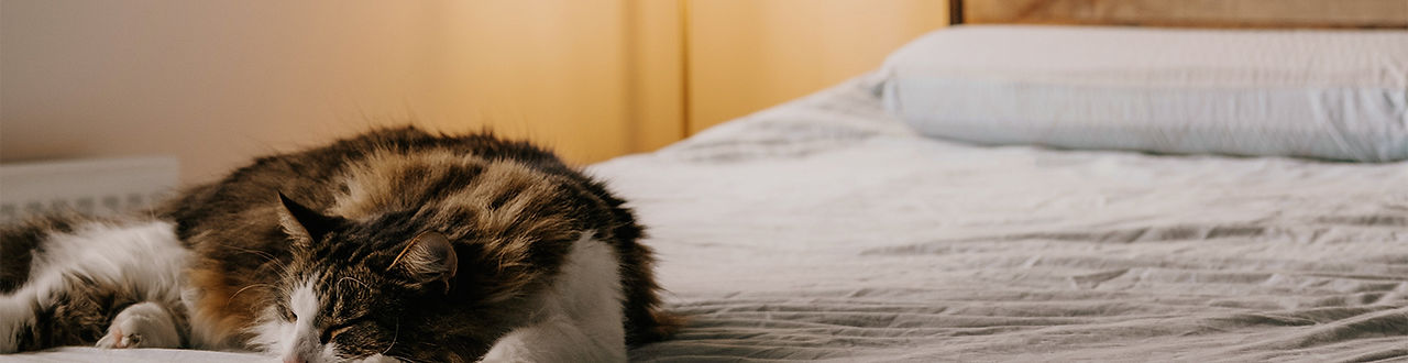 Cat and Book