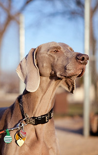 Vizsla Dogs