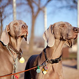 Vizsla Dogs