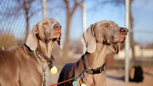 Get out with your dogs.