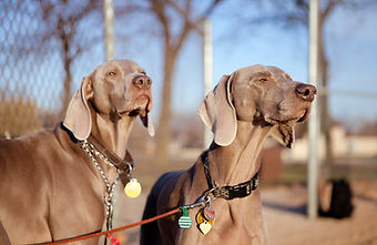 Vizsla Dogs
