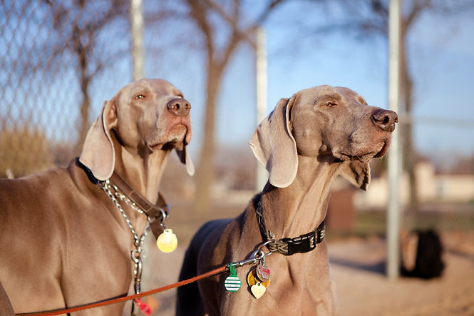 Dos perros Weimaraner