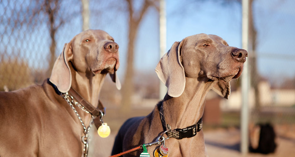 Vizsla Hunde